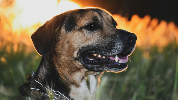 Curiosidades assustadoramente divertidas sobre “Coragem, o Cão Covarde”
